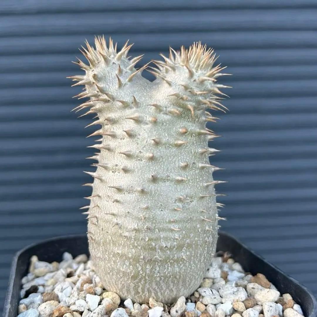 パキポディウム　エブレネウム　美株　鉢付き