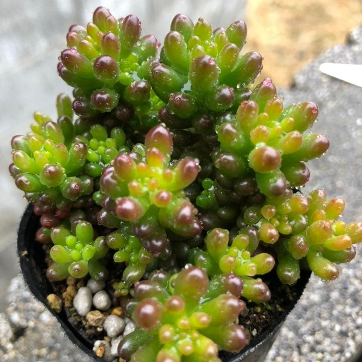 多肉植物♥゛レッドベリー 抜き苗