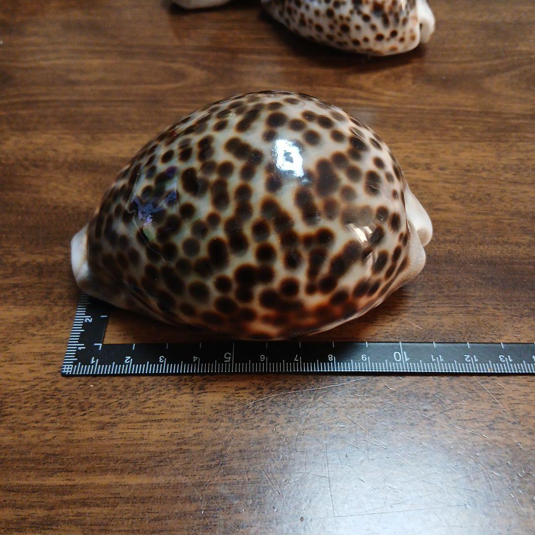 貝殻　タカラガイ