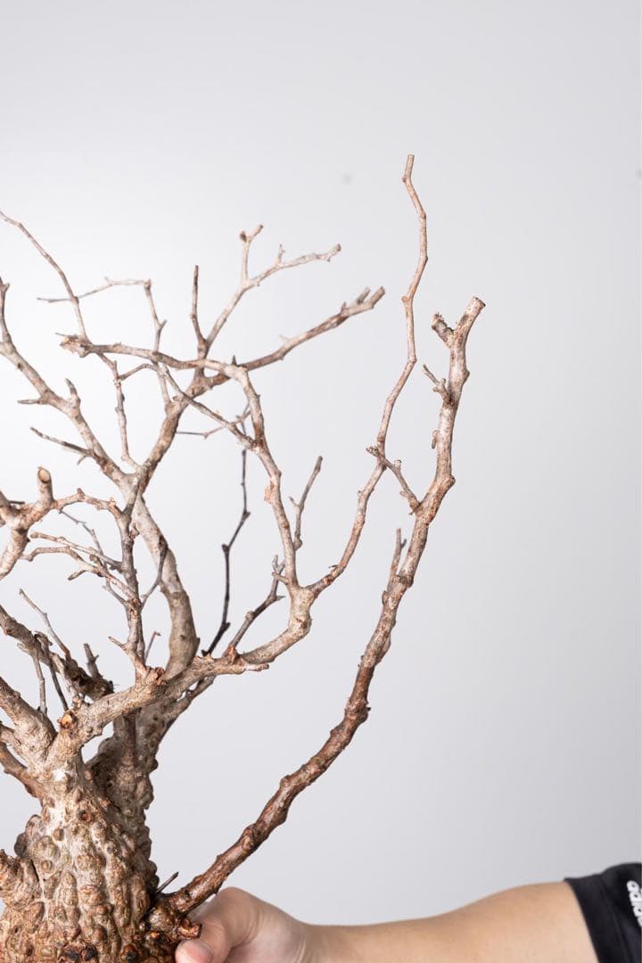 JP67 オペルクリカリア パキプス コーデックス ベアルート株