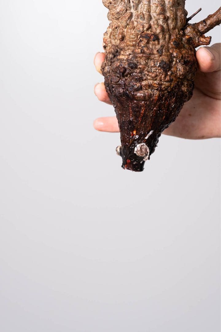 JP67 オペルクリカリア パキプス コーデックス ベアルート株