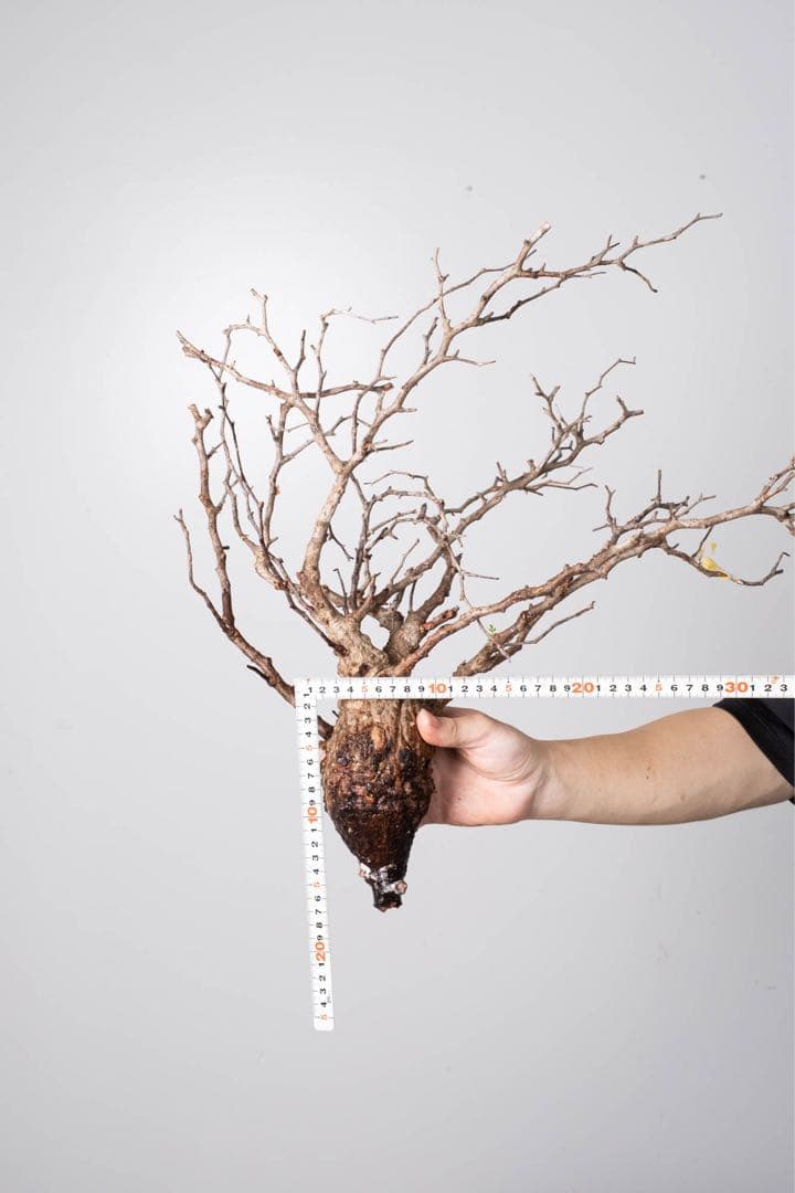 JP67 オペルクリカリア パキプス コーデックス ベアルート株