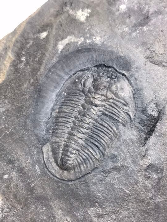 三葉虫　化石　Athabaskia bithus