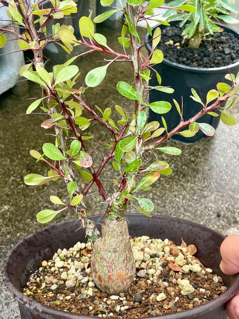 フォークイエリア　ファシクラータ　実生　良形　　　送料込み