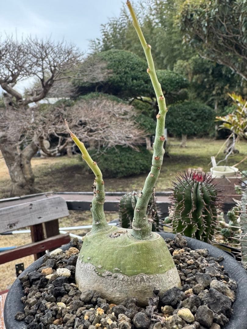 アデニア　グラウカ　①