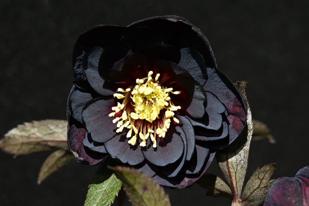 クリスマスローズ　多弁系ブラック　加藤農園