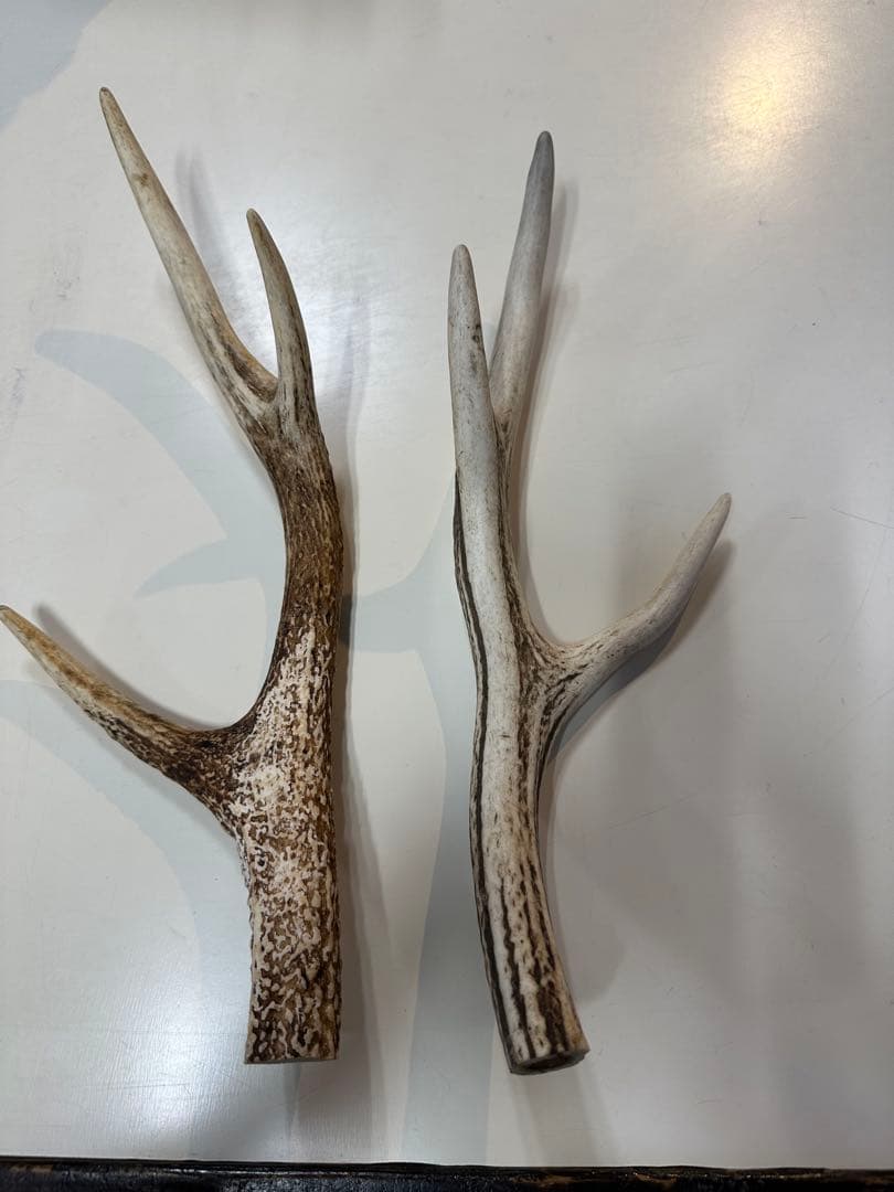 蝦夷鹿　2本