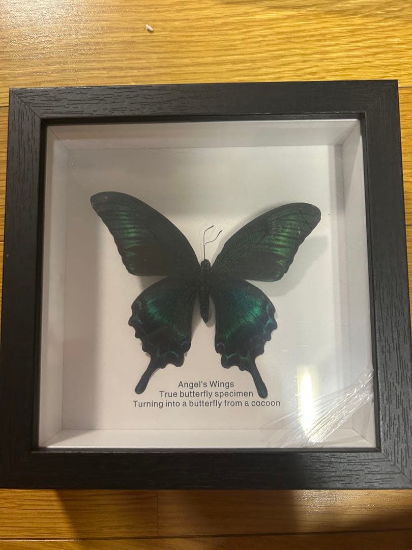 Angel's Wings 本物の蝶の標本