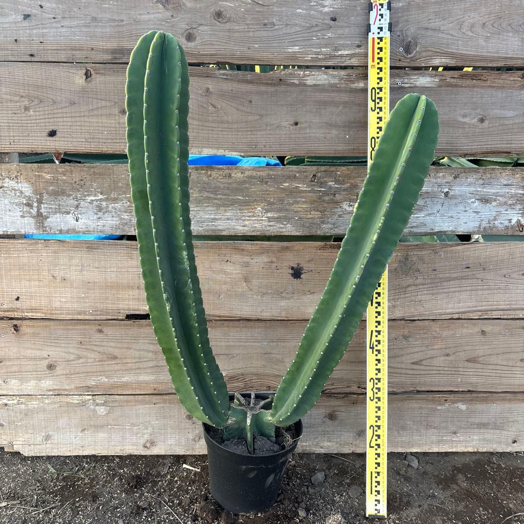 越冬済まとめ買OK 柱サボテン　鬼面角　3頭発根　ウチワサボテン　ドライガーデン