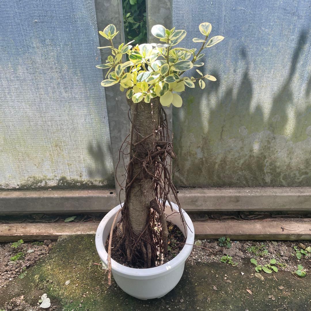 パンダガジュマル　斑入り　８号　リン鉢