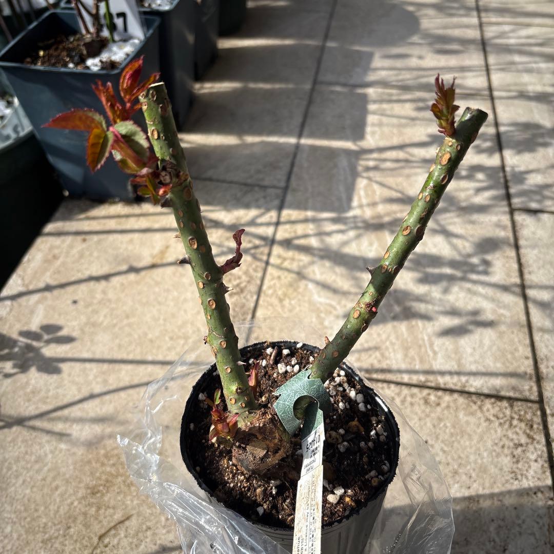 イングリッシュローズ 大苗