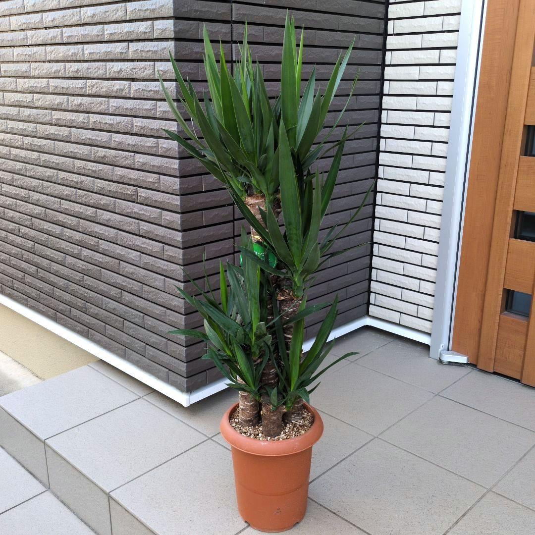 観葉植物　ユッカ　エレファンティペス 青年の木　４本植え　８号鉢