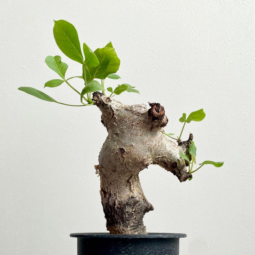 美株 コミフォラ グイドッティ 発根済