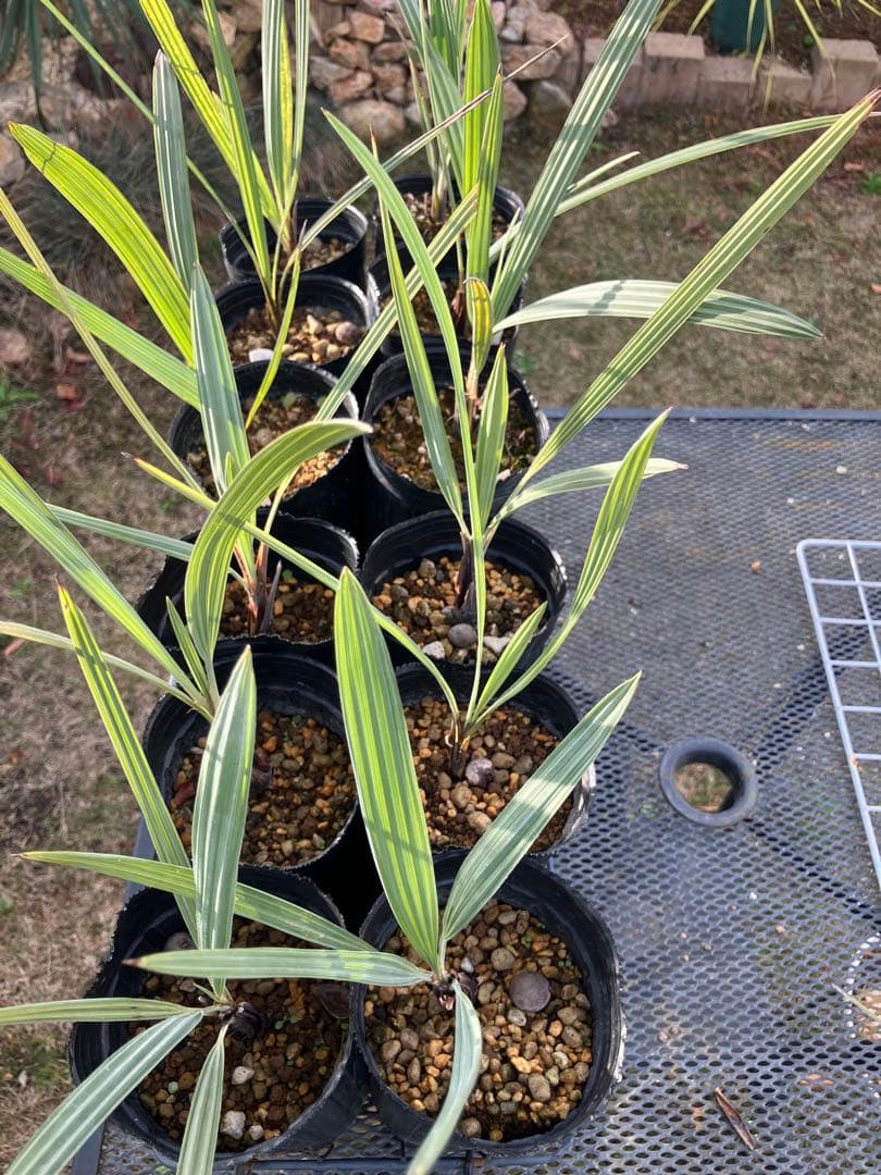 クリスマスSALE‼️ ブラヘア　アルマータ　12株