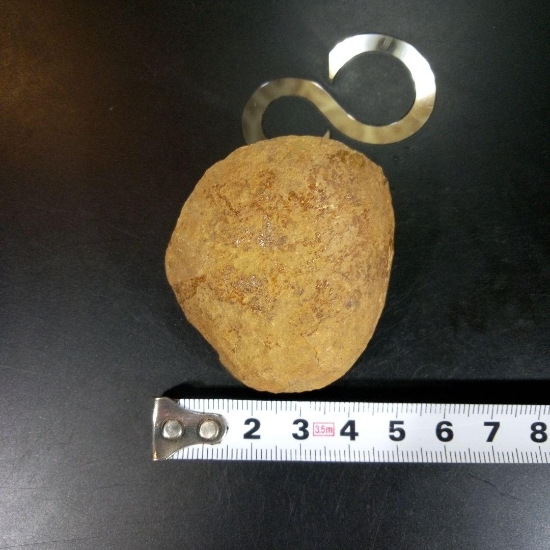 三葉虫　化石　fossil　ボリビア　trilobite　海生動物　三葉虫識別④