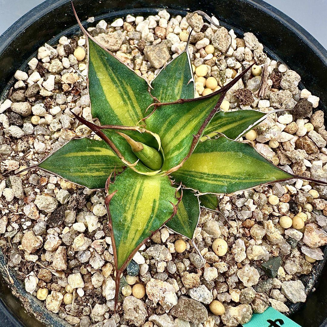 O42 超特選 アガベ　ホリダ horrida 黄中斑 超希少錦 鮮明錦 極上株