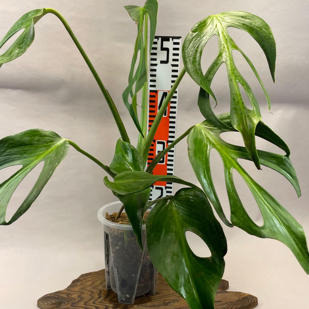 a 42 モンステラ バールマルクスフレーム