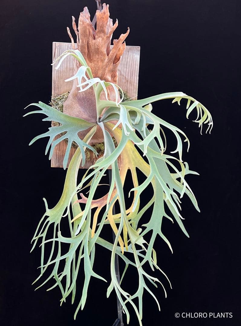 ビカクシダ問い合わせ用