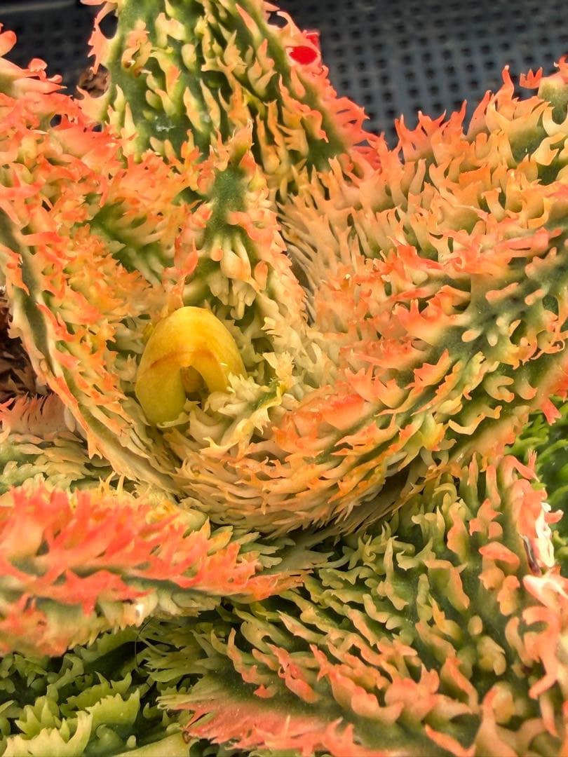 アロエ　ハイブリッド　　Aloe hyb子株　第四種　DeBe