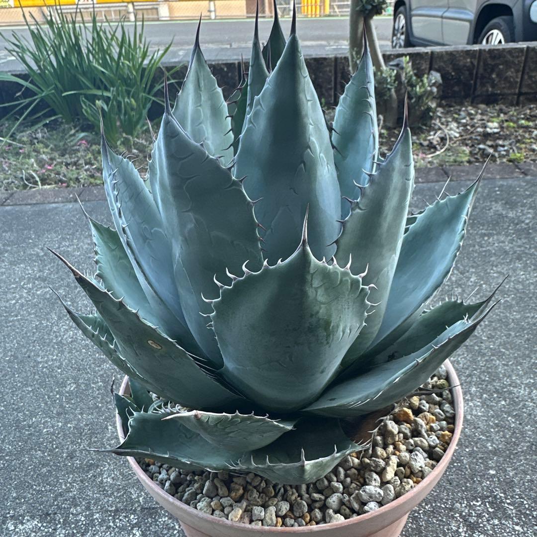 大型アガベ パラサナ