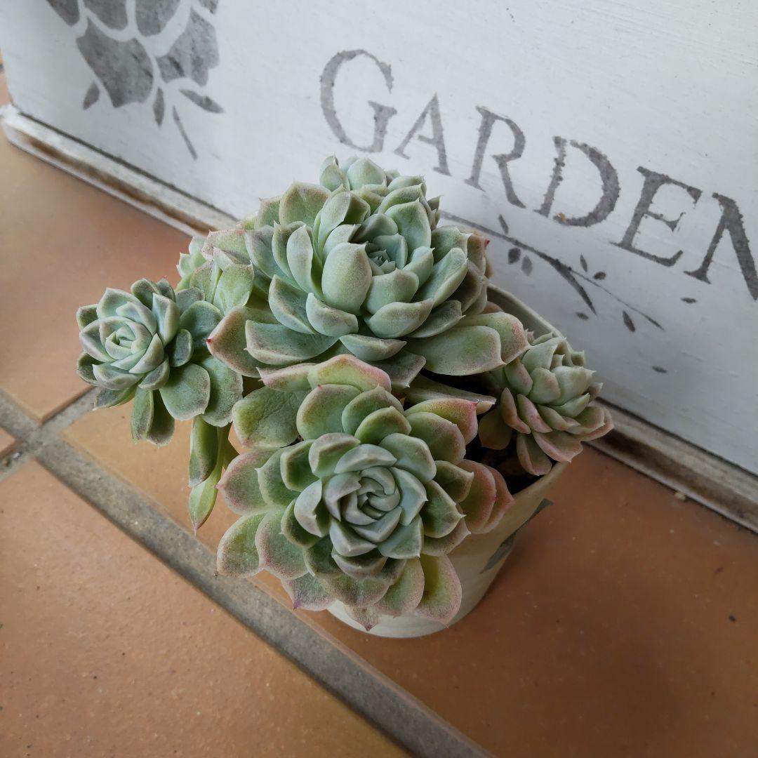 ぐるっと子株付き❇️名無しさん多肉❇️抜き苗 6頭