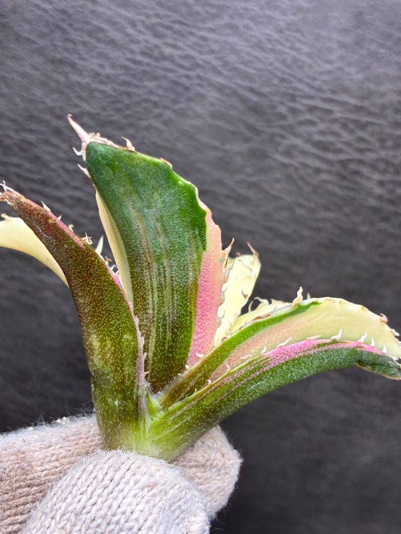 ガ*N様 カベ チタノタ「白鯨錦」中斑入り 珍しいカラー 鮮やかなピンク