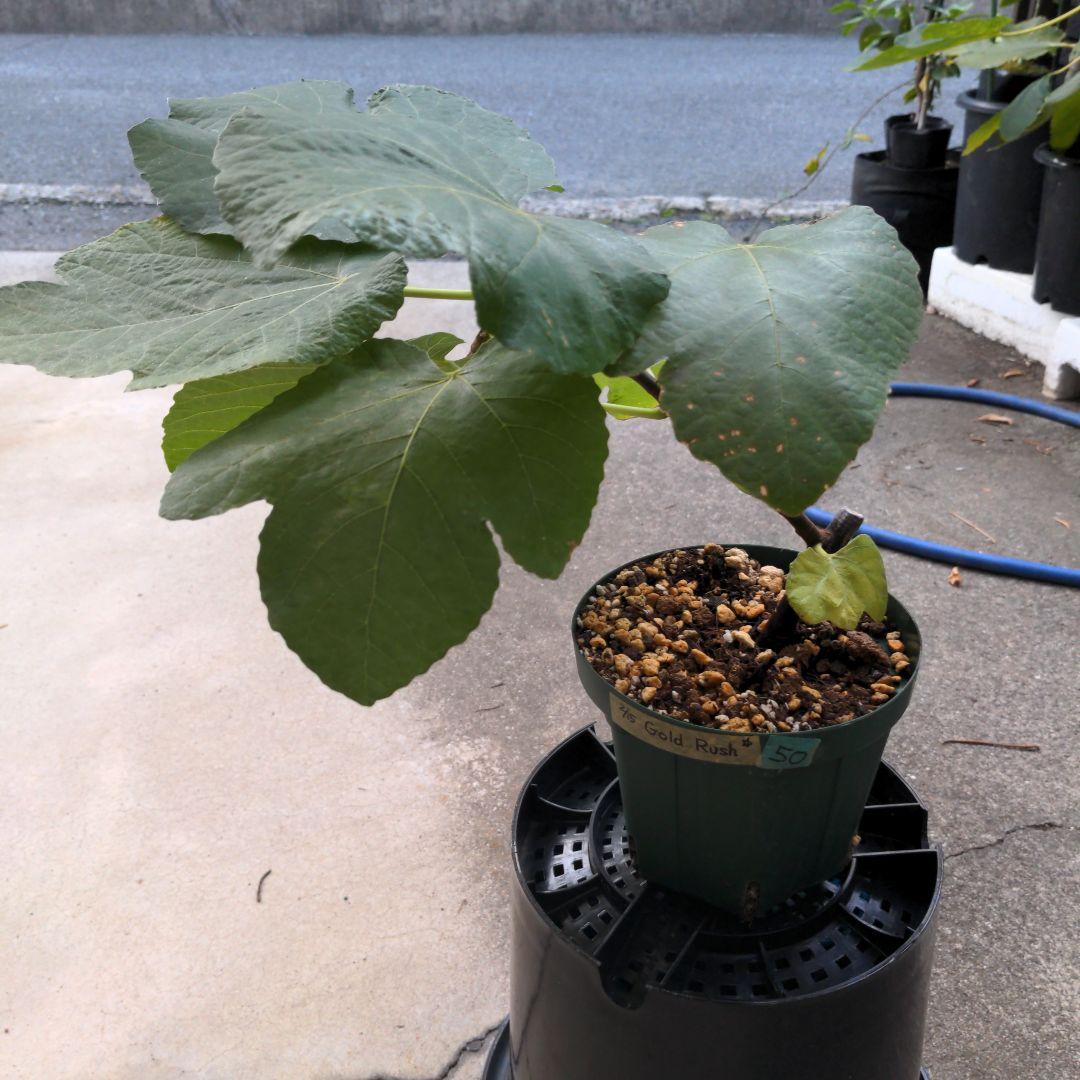 イチジク小苗　Gold Rush ㊿