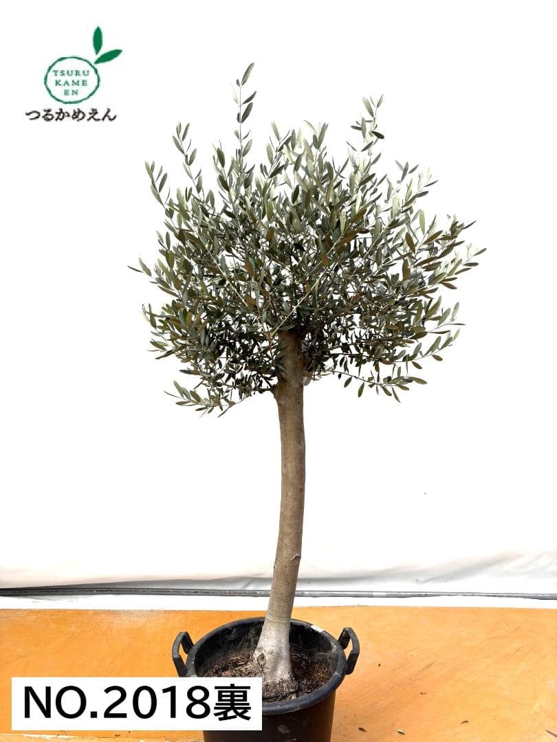 オリーブの木　ルッカ　約170cm　NO.2018　大型　人気品種　現品掲載