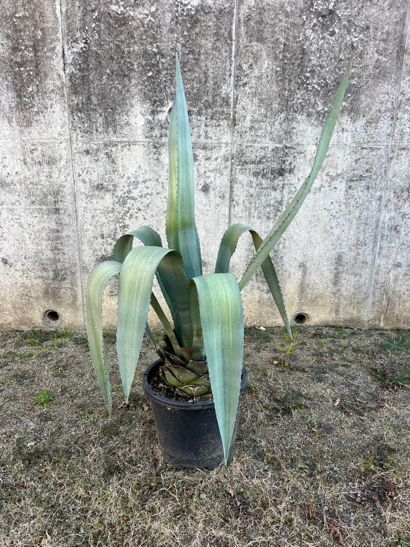 大型　アオノリュウゼツラン　アガベ 青の竜舌蘭　カリフォルニア　ドライガーデン