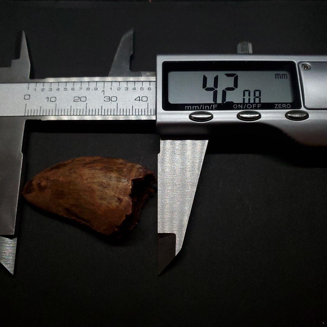 美品 カルカロドントサウルス 歯 化石 本物 42.08mm fca7