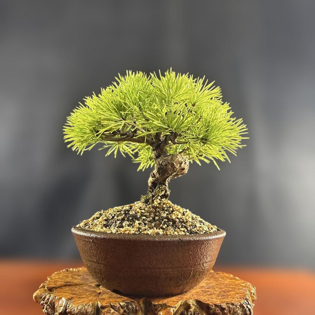 小品盆栽、赤石五葉松、半懸崖作り 目立った傷汚れなし　専用