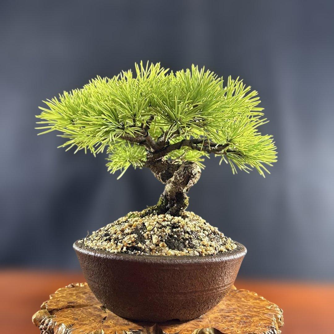 小品盆栽、赤石五葉松、半懸崖作り 目立った傷汚れなし　専用