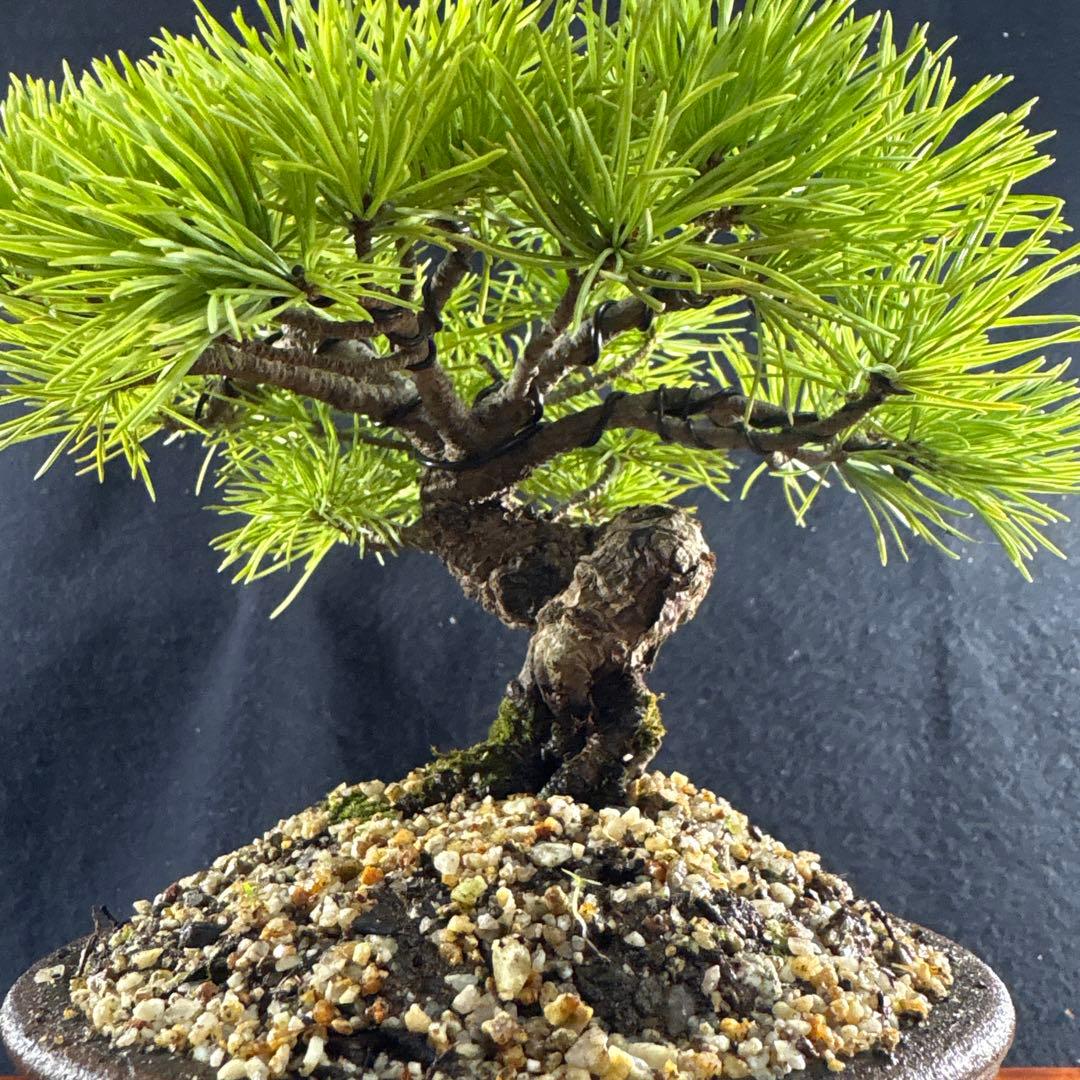 小品盆栽、赤石五葉松、半懸崖作り 目立った傷汚れなし　専用