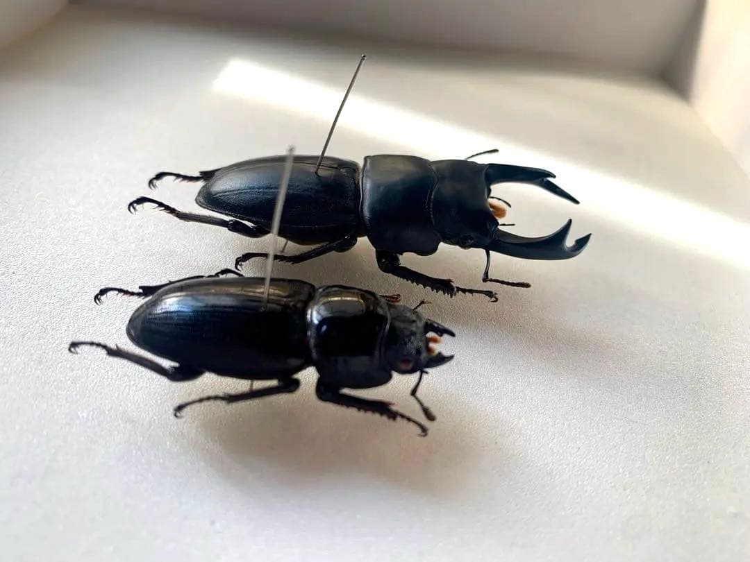 オオクワガタ　野外品