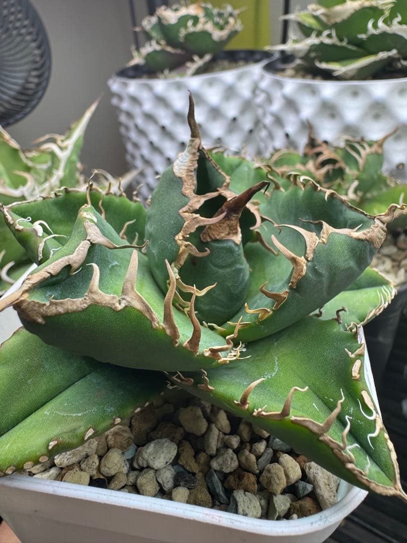 アガベ　【悪魔くんOC】中株　子株付き　検）シチリア　オテロイ　スーパーチタノタ