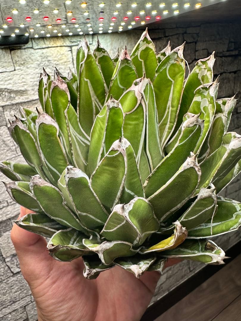 【アガベ】達磨 笹の雪 極上大株