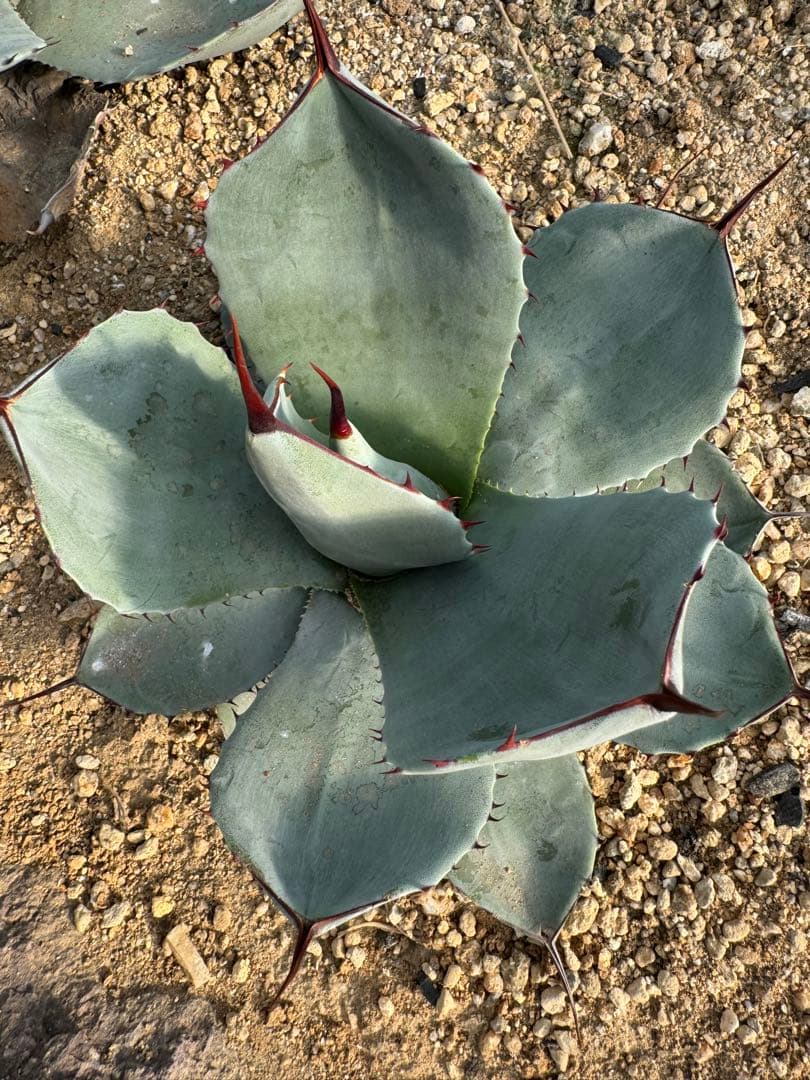 Agave parryi var. truncata （フレキシスピナ）213