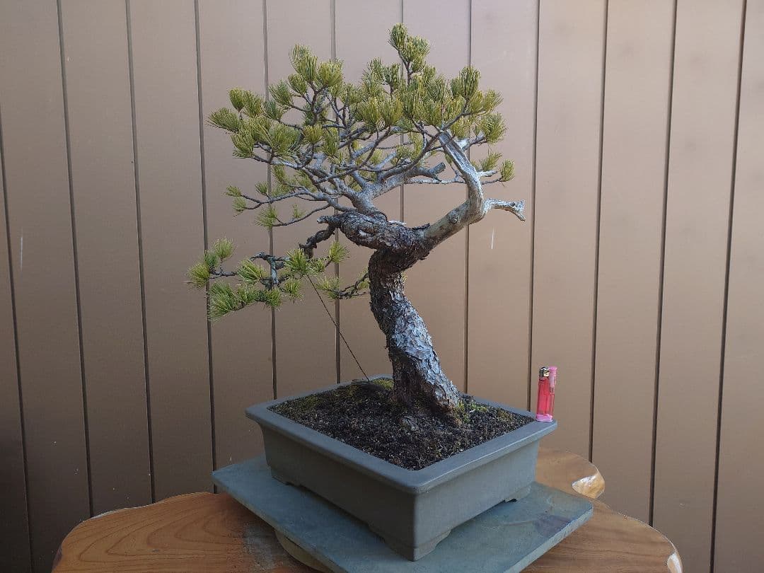 盆栽　五葉松　樹高55cm