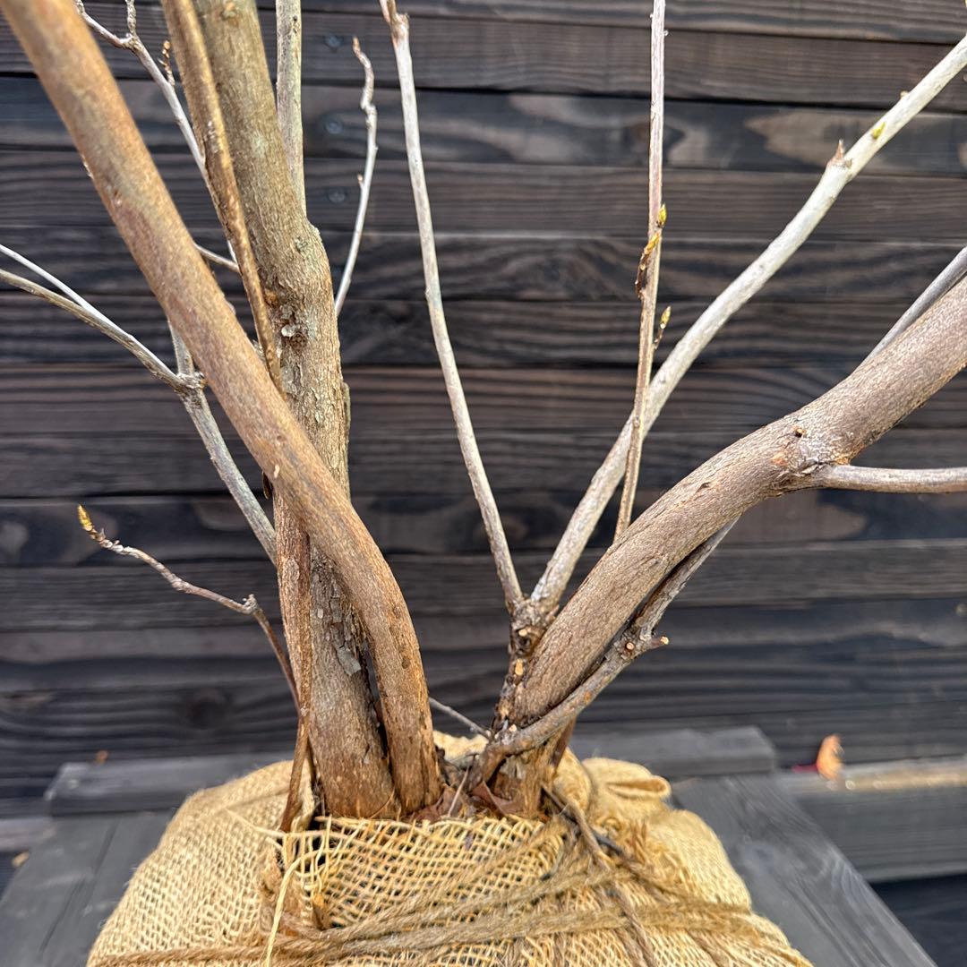 シナノツツジ/信濃ツツジ/銀河【現品発送】管理70810