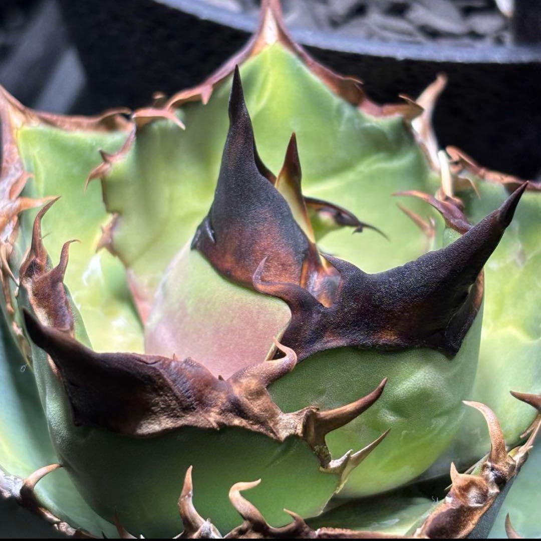 アガベ トリケラトプス カクタスグリーン　子株