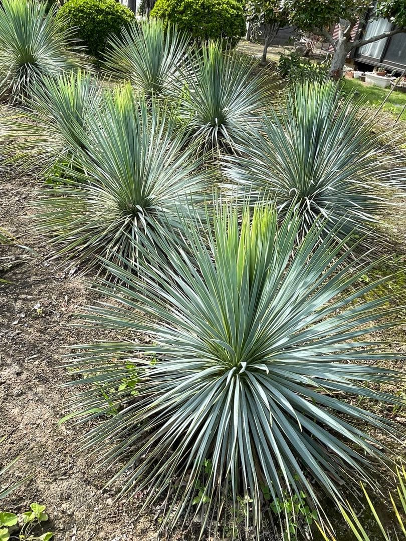 ユッカ　ロストラータ　　お任せ株