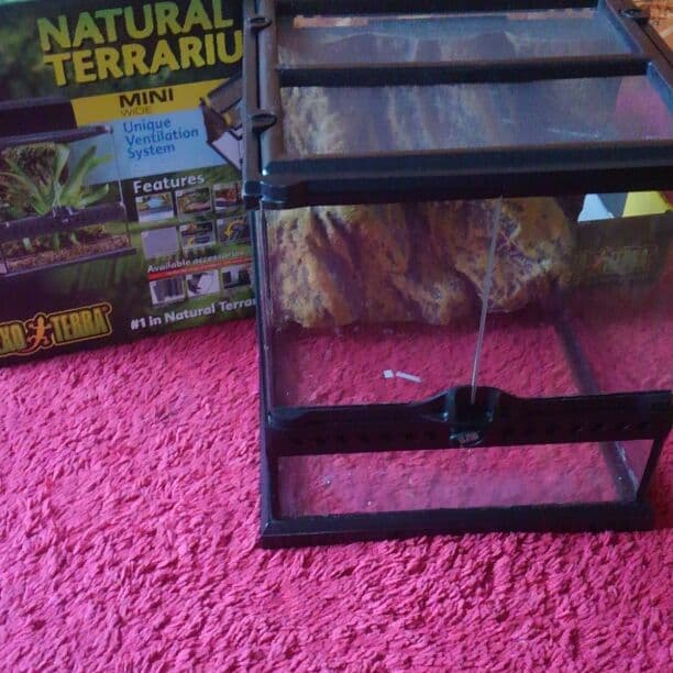 爬虫類シークケース