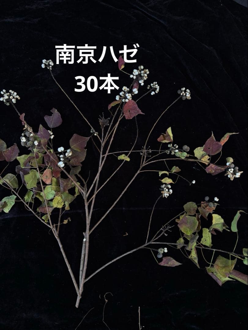 南京ハゼ
