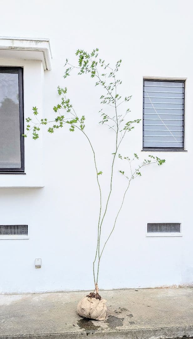 特価！清流の如く。山採りコハウチワカエデ。
