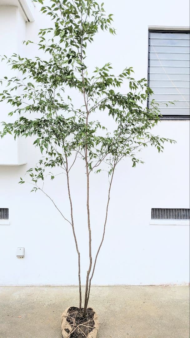 神々しく。山採りハイノキ。