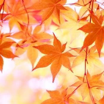 《現品》イロハモミジ　株立ち　樹高1.5ｍ（根鉢含まず）185【紅葉/苗木/植木