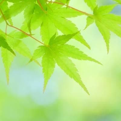 《現品》イロハモミジ　株立ち　樹高1.5ｍ（根鉢含まず）185【紅葉/苗木/植木