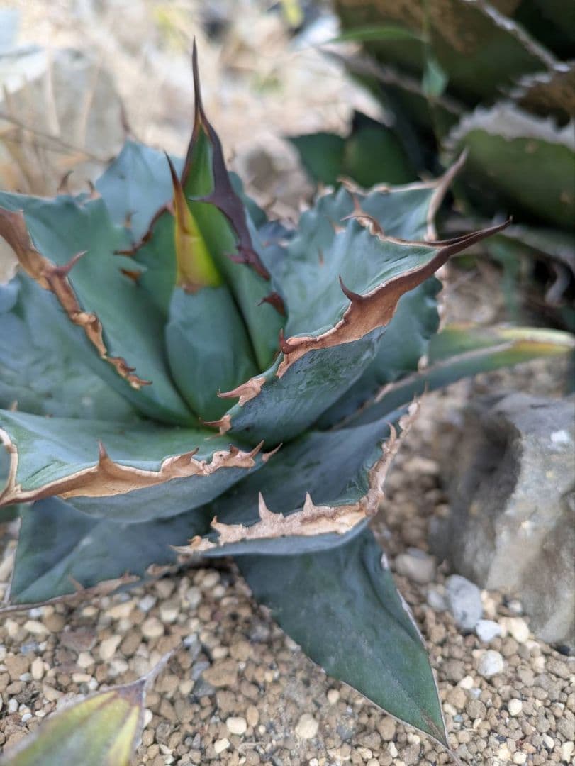 アガベ　オテロイ　極上　送料込み