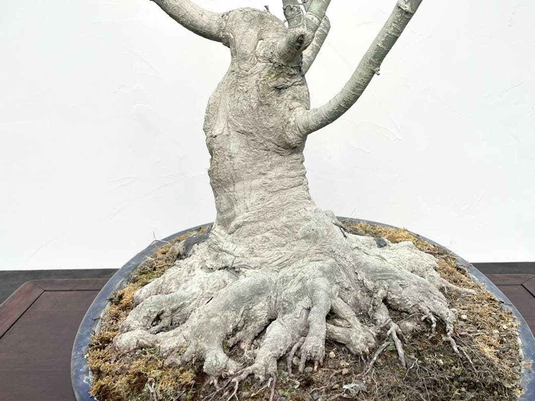 三河盆栽　獅子頭　モミジ　盆栽　根張り　古木　極太