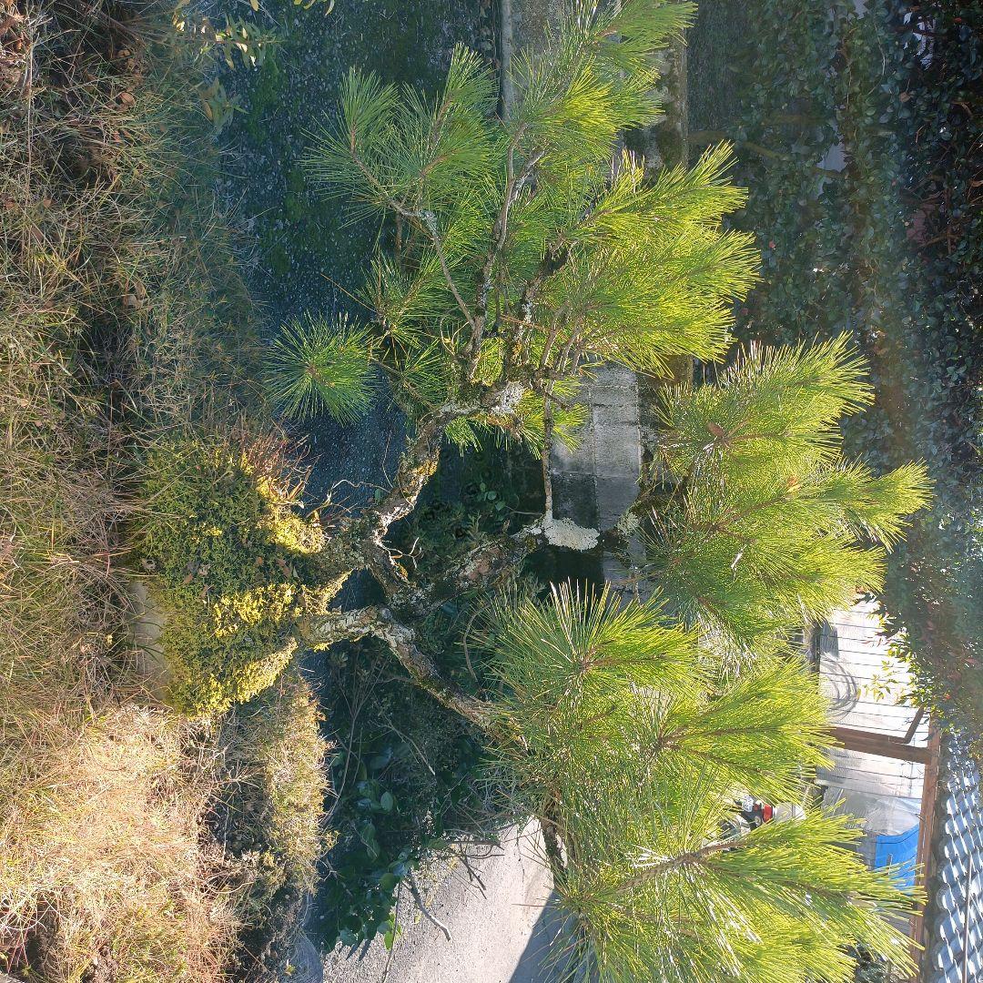 松の盆栽 大型 苔付き　石付け